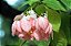 MUSSAENDA HÍBRIDA (Mussaenda x philippica ‘Queen Sirikit’) - Muda com até 60 cm - Imagem 4