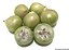 JABUTICABA BRANCA (Plinia aureana) - Muda com até 1 metro - Imagem 2