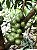 JABUTICABA BRANCA (Plinia aureana) - Muda com até 1 metro - Imagem 3