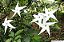 ESTRELA DO NORTE (Rosenbergiodendron longiflorum) - Muda com 50 cm - Imagem 4