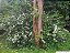 ESTRELA DO NORTE (Rosenbergiodendron longiflorum) - Muda com 50 cm - Imagem 3