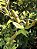 ESTRELA DO NORTE (Rosenbergiodendron longiflorum) - Muda com 50 cm - Imagem 2