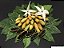 ESTRELA DO NORTE (Rosenbergiodendron longiflorum) - Muda com 50 cm - Imagem 1