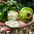 CAMBUCI (Campomanesia phaea) - Muda com até 60 cm - Imagem 1
