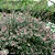 ABÉLIA (Abelia x grandiflora) - Muda com até 60 cm - Imagem 1