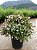 ABÉLIA (Abelia x grandiflora) - Muda com até 60 cm - Imagem 3