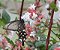 ABÉLIA (Abelia x grandiflora) - Muda com até 60 cm - Imagem 2