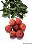 ACEROLA DOCE 'SWEET MANOA' (Malpighia emarginata) - Muda com até 1 metro - Imagem 3