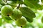 GOIABA BRANCA PINGO DE MEL (Psidium guajava) - Muda com 60 cm - Imagem 2