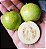 GOIABA BRANCA PINGO DE MEL (Psidium guajava) - Muda com 60 cm - Imagem 1