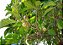 JENIPAPO (Genipa americana) - Muda com 60 cm - Imagem 3