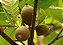 JENIPAPO (Genipa americana) - Muda com 60 cm - Imagem 1