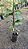 MARMELO DO CERRADO (Cordiera sessilis) - Muda com até 80 cm - Imagem 3
