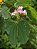 PATA ou CASCO DE VACA (Bauhinia variegata) - Muda com até 1 metro - Imagem 2