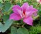 PATA ou CASCO DE VACA (Bauhinia variegata) - Muda com até 1 metro - Imagem 1