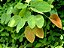 PATA ou CASCO DE VACA (Bauhinia variegata) - Muda com até 1 metro - Imagem 3
