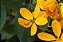 FEDEGOSO ou PAU FAVA (Senna macranthera) - Muda com até 1 metro - Imagem 1