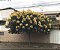 FEDEGOSO ou PAU FAVA (Senna macranthera) - Muda com até 1 metro - Imagem 3