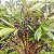CAPOROROCA (Rapanea ferruginea) - Muda com até 1 metro - Imagem 1