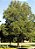 NOZ PECAN (Carya Illinoinensis) - Muda com até 1 metro - Imagem 2