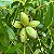 NOZ PECAN (Carya Illinoinensis) - Muda com até 1 metro - Imagem 3