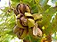 NOZ PECAN (Carya Illinoinensis) - Muda com até 1 metro - Imagem 1