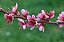 PÊSSEGO (Prunus persica) - Muda enxertada com até 1 metro - Imagem 3