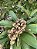 SAPOTI (Manilkara zapota) - Muda com até 1 metro - Imagem 3