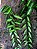 BAUNILHA VARIEGATA (Vanilla sp variegata) - P11 muda com até 20 cm - Imagem 2