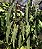 Philodendron Spiritus Sancti - P12 - Imagem 5