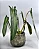Philodendron Spiritus Sancti - P12 - Imagem 2