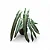 Philodendron Spiritus Sancti - P12 - Imagem 1