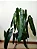 Philodendron Spiritus Sancti - P12 - Imagem 3
