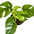 MINI COSTELA DE ADÃO (Rhaphidophora tetrasperma) - P15 - Imagem 1