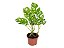 MINI COSTELA DE ADÃO (Rhaphidophora tetrasperma) - P15 - Imagem 3