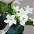 JASMIM DE MADAGASCAR (Stephanotis floribunda) - Muda com até 1 metro - Imagem 2