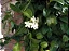 JASMIM DE MADAGASCAR (Stephanotis floribunda) - Muda com até 1 metro - Imagem 4