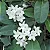 JASMIM DE MADAGASCAR (Stephanotis floribunda) - Muda com até 1 metro - Imagem 1