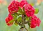COROA DE CRISTO (Euphorbia milii) - Muda com até 20 cm - Imagem 1
