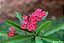 COROA DE CRISTO (Euphorbia milii) - Muda com até 20 cm - Imagem 4