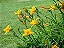 LÍRIO AMARELO DE JARDIM (Hemerocalys Flava) - Imagem 2