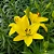 LÍRIO AMARELO DE JARDIM (Hemerocalys Flava) - Imagem 1