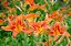 LÍRIO LARANJA DE JARDIM (Hemerocalys Flava) - Imagem 3