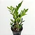 MINI ZAMIOCULCA (Zamioculcas zamiifolia) - P11 - Imagem 1