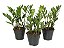 MINI ZAMIOCULCA (Zamioculcas zamiifolia) - P11 - Imagem 2
