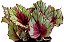 BEGÔNIA REX ou BELEAF (Begonia rex-cultorum) - P11 - Imagem 5