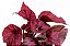 BEGÔNIA REX ou BELEAF (Begonia rex-cultorum) - P11 - Imagem 3