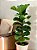 FICUS LYRATA BAMBINO - P15 - Imagem 1