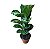 FICUS LYRATA BAMBINO - P15 - Imagem 2