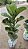 FICUS LYRATA BAMBINO - Pote 15 - Imagem 6